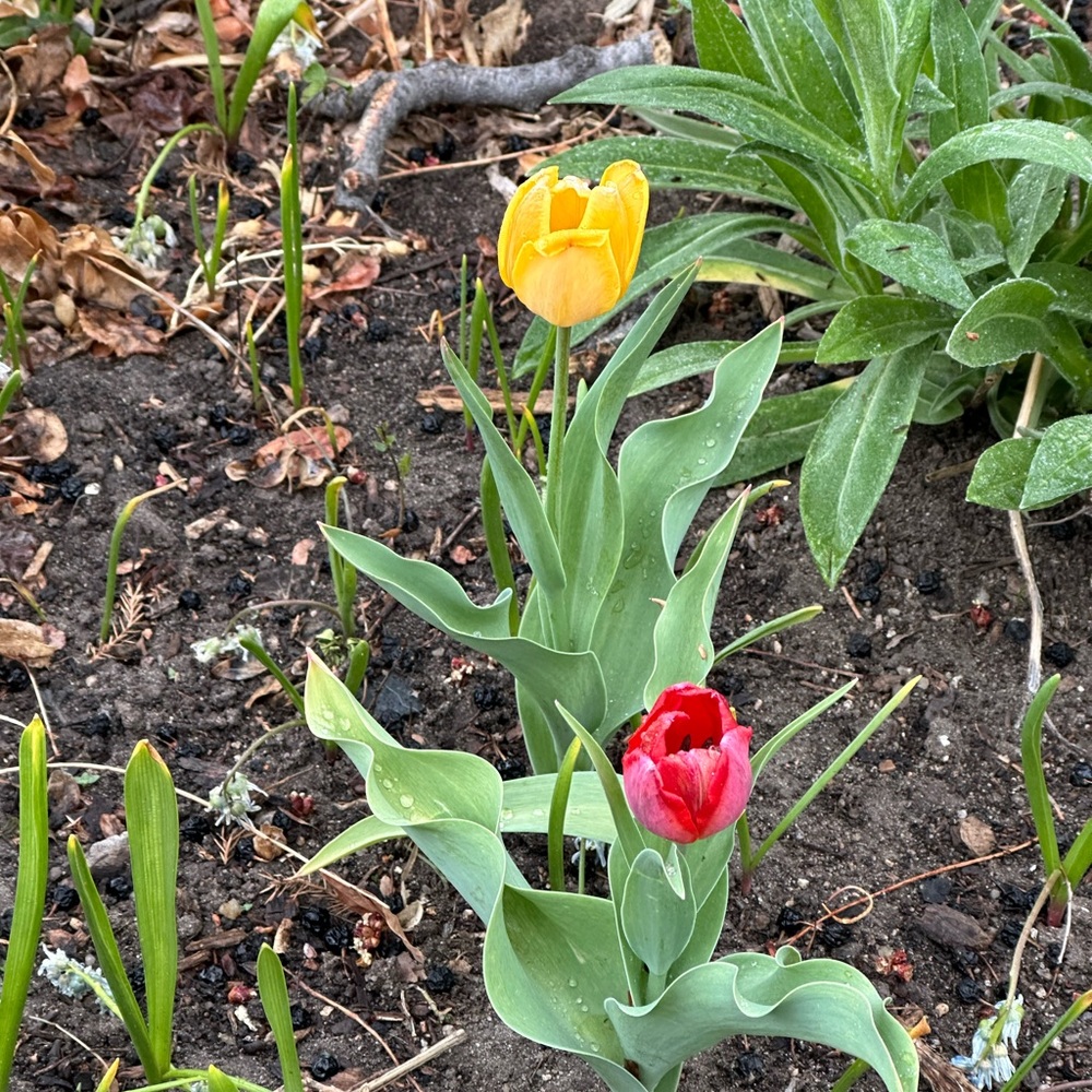 Meet your Posher, Lo